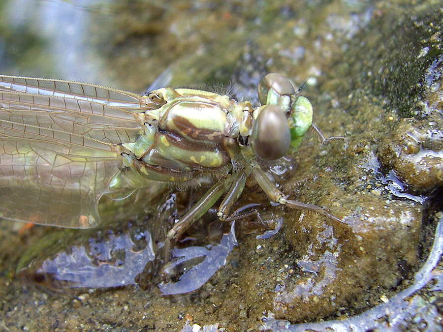 Onychogomphus uncatus